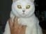 British Shorthair | Ludvig