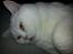 British Shorthair | Ludvig