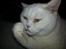 British Shorthair | Ludvig