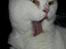 British Shorthair | Ludvig
