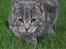 Huskat Modi 2013-2016 - 26 uger, 3672  gram