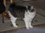 Kurilean Bobtail DK*Klokmose's Razzer