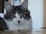 Kurilean Bobtail DK*Klokmose's Razzer - billede fra opdrætter