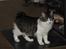 Kurilean Bobtail DK*Klokmose's Razzer
