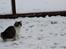 Kurilean Bobtail DK*Klokmose's Razzer - billede fra opdrætter