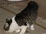 Kurilean Bobtail DK*Klokmose's Razzer