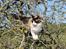 Ragdoll Zion