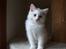 Ragdoll Chubby (DK Vandoll Royal Ricco) - 10 ½ uge