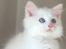 Ragdoll Chubby (DK Vandoll Royal Ricco) - 10 ½ uge