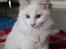 Ragdoll Chubby (DK Vandoll Royal Ricco) - 20 ½ uge