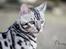 Bengal PiramoCats Loki Lee