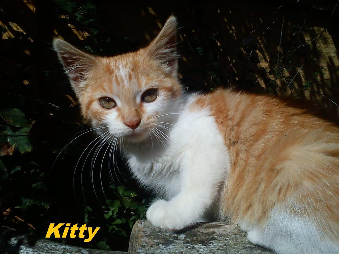 Blanding af racer Kitty - smukke pige billede 4