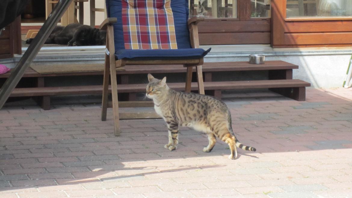 Bengal Cody billede 1