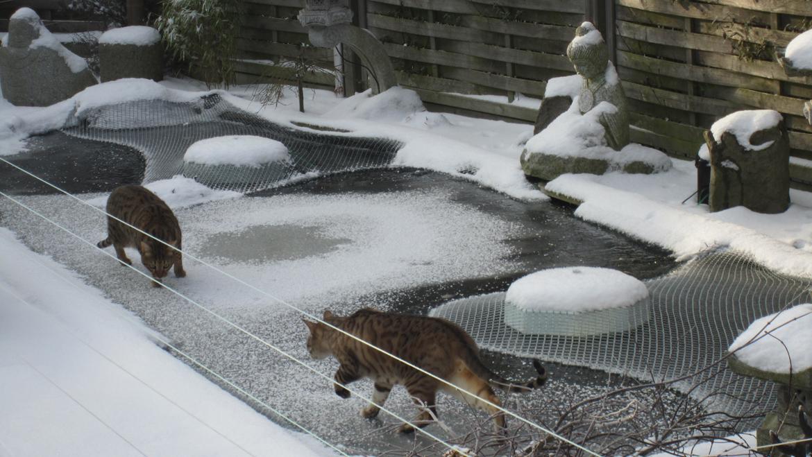 Bengal Cody billede 2