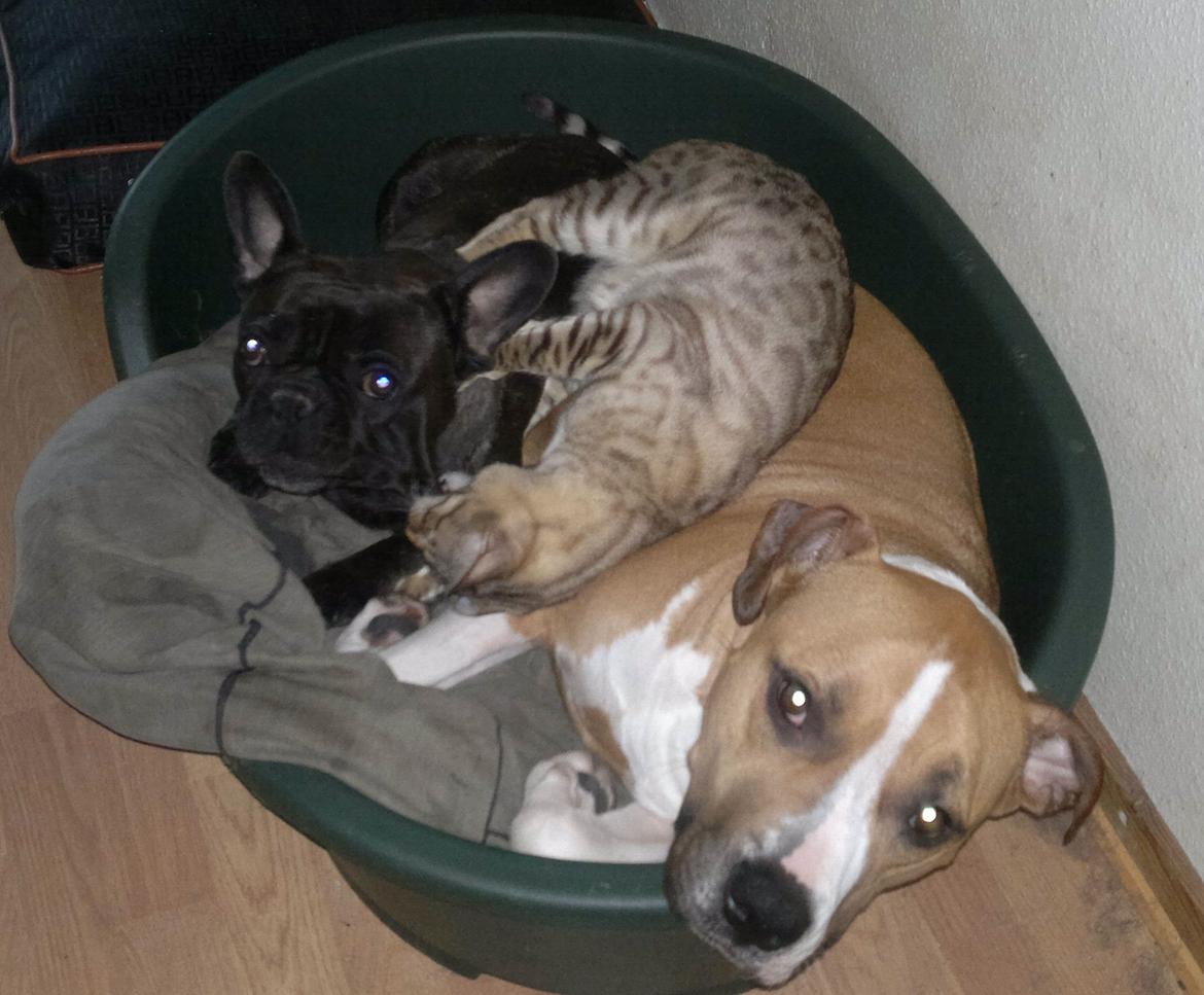 Bengal Cody billede 4