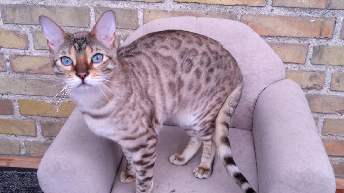 Bengal Cody billede 5