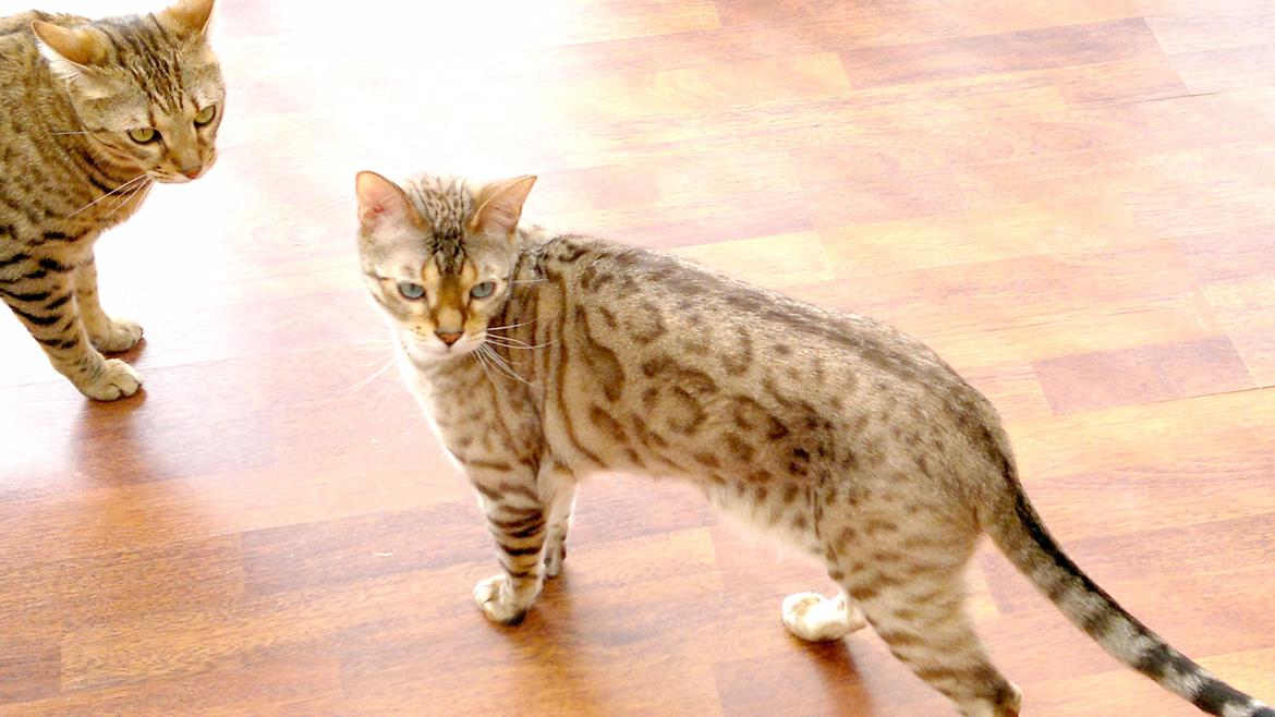 Bengal Cody billede 6