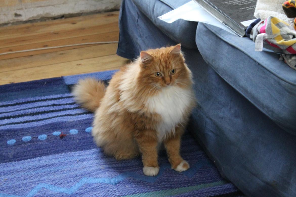 Norsk Skovkat Bakkegaardens Ginger billede 7