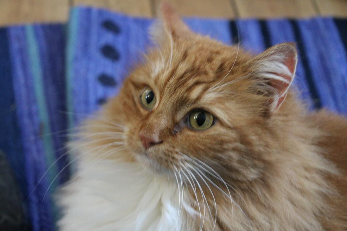 Norsk Skovkat Bakkegaardens Ginger billede 9