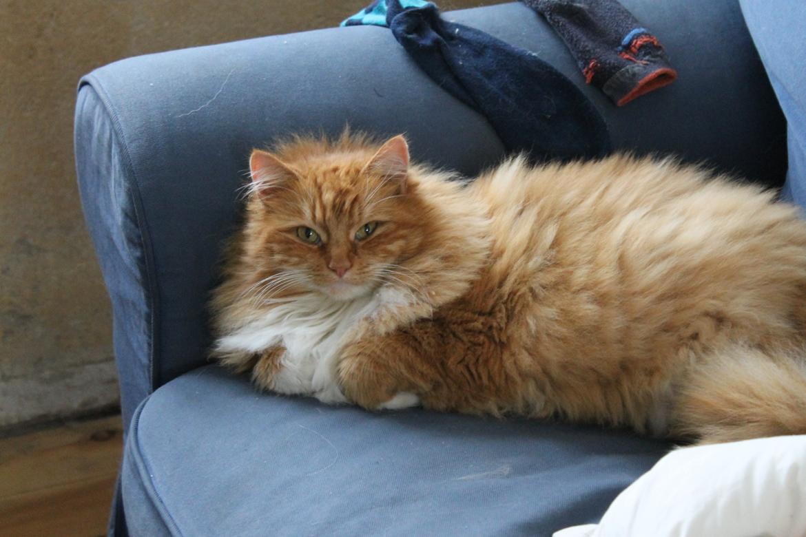Norsk Skovkat Bakkegaardens Ginger billede 24