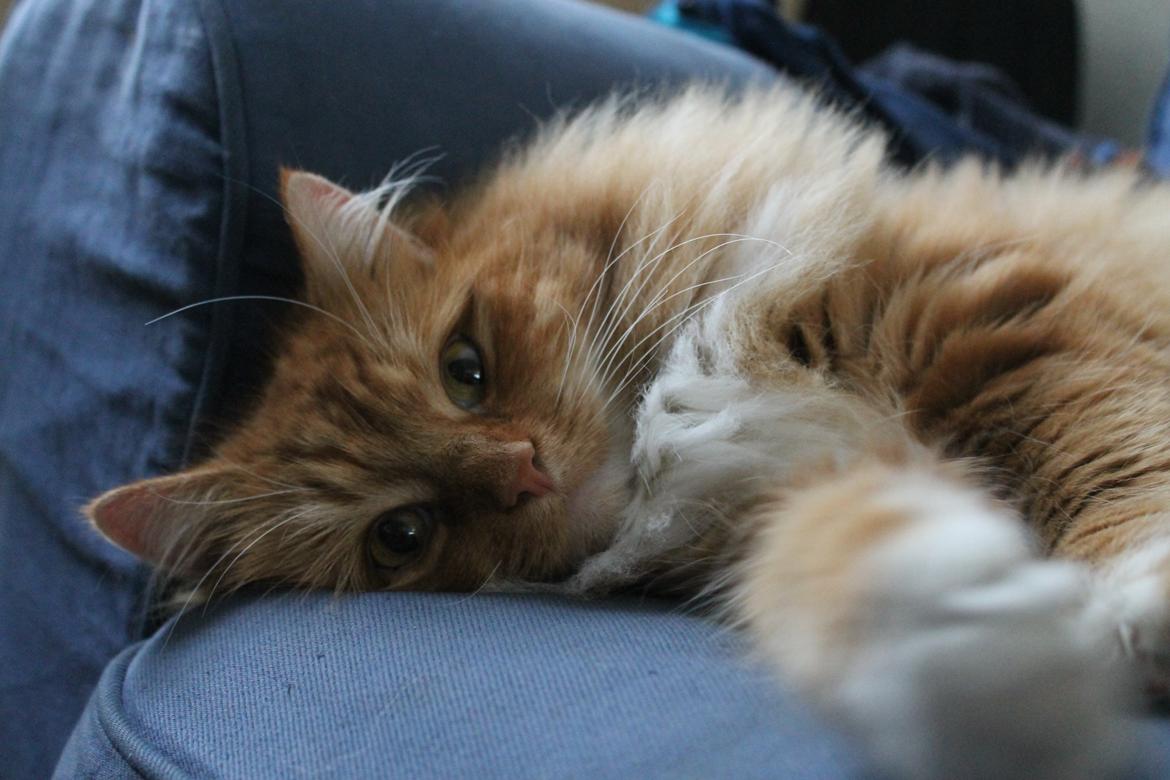 Norsk Skovkat Bakkegaardens Ginger billede 17