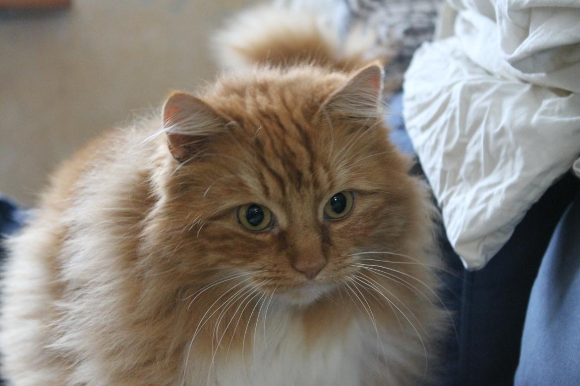 Norsk Skovkat Bakkegaardens Ginger billede 13