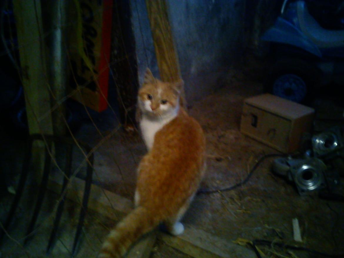 Blanding af racer Kitty - idag den 30/1-14 billede 1