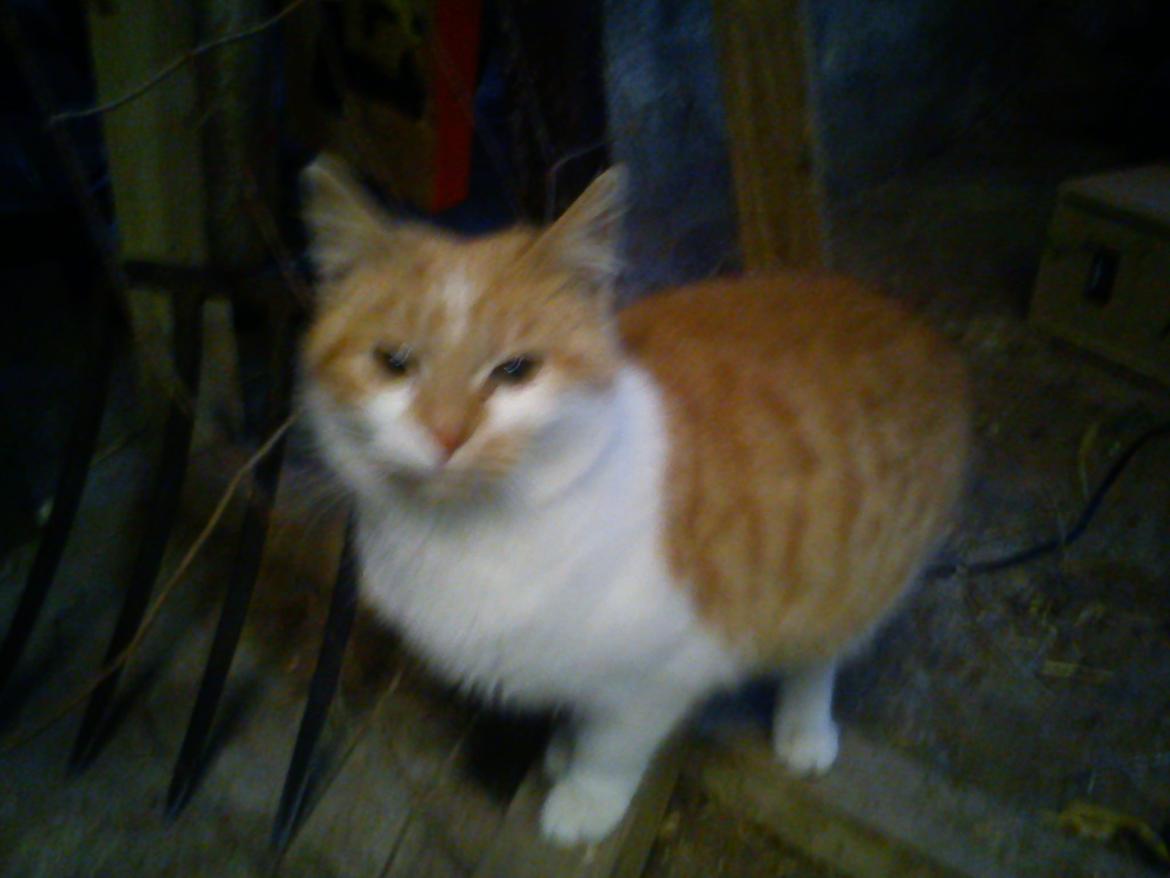 Blanding af racer Kitty billede 3