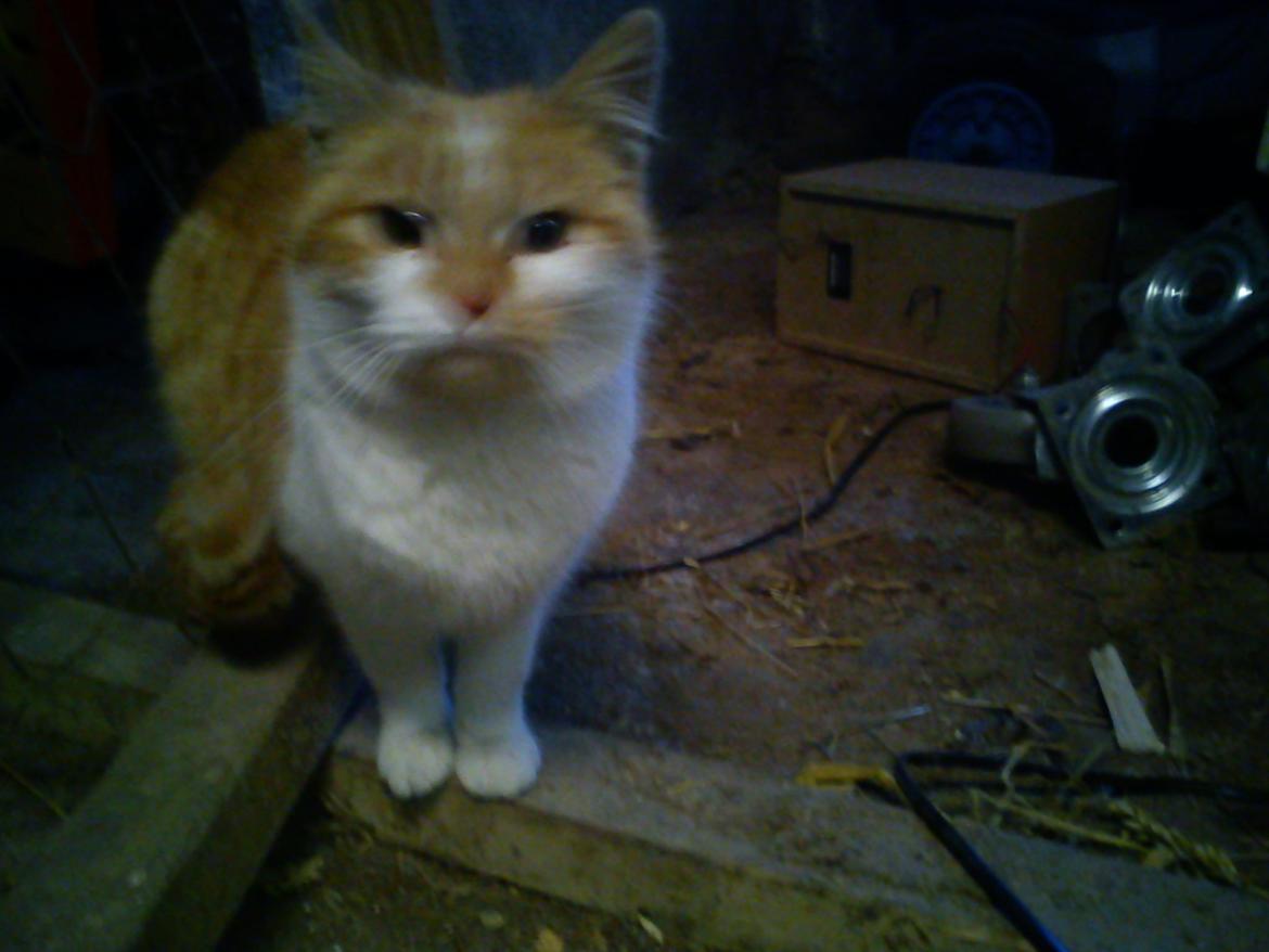 Blanding af racer Kitty billede 2