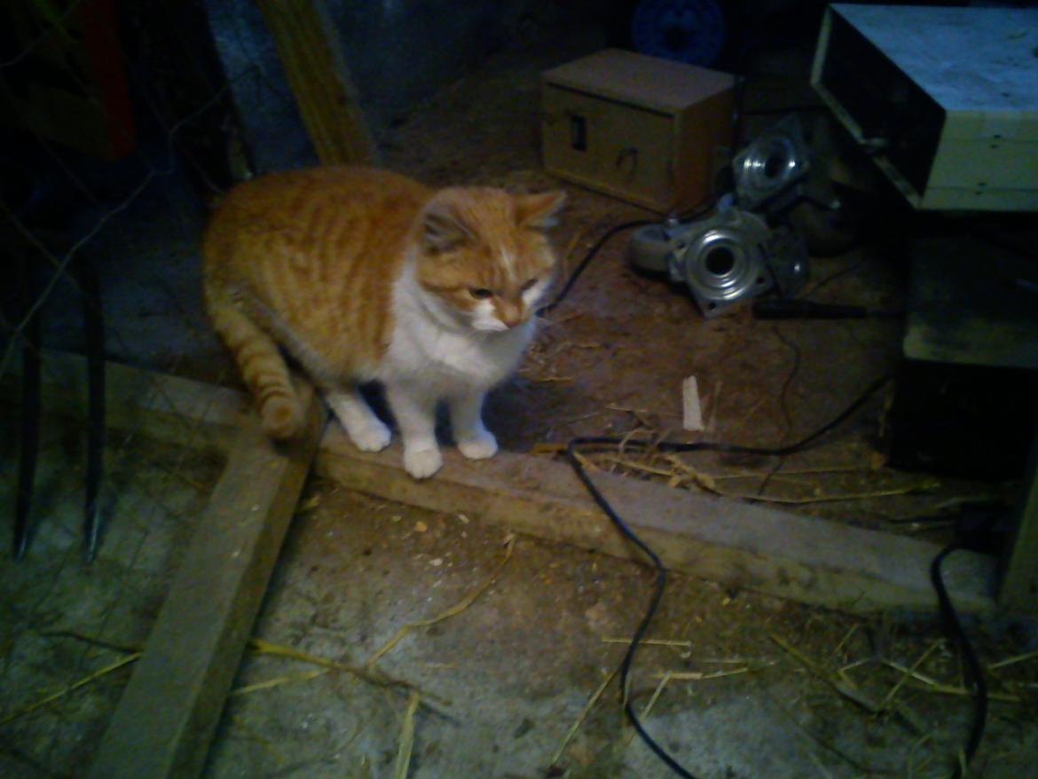 Blanding af racer Kitty billede 11