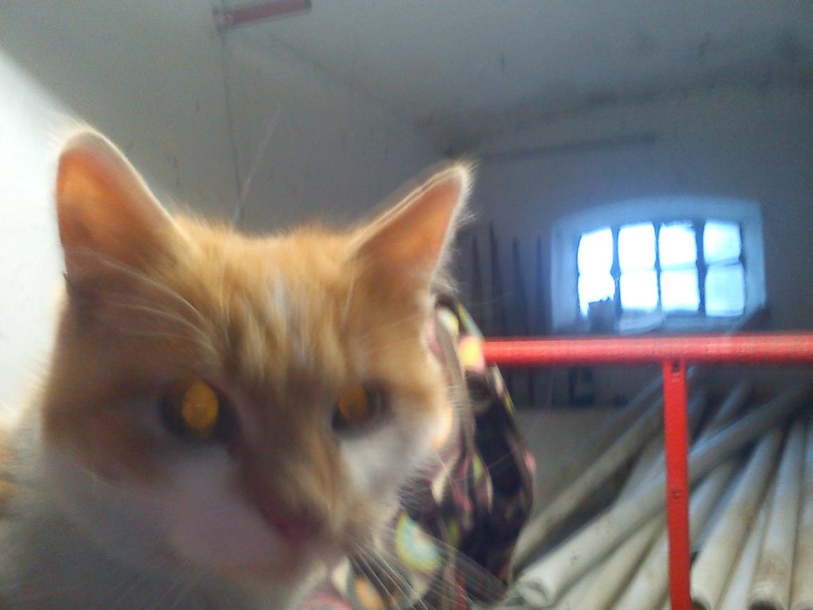 Blanding af racer Kitty billede 12