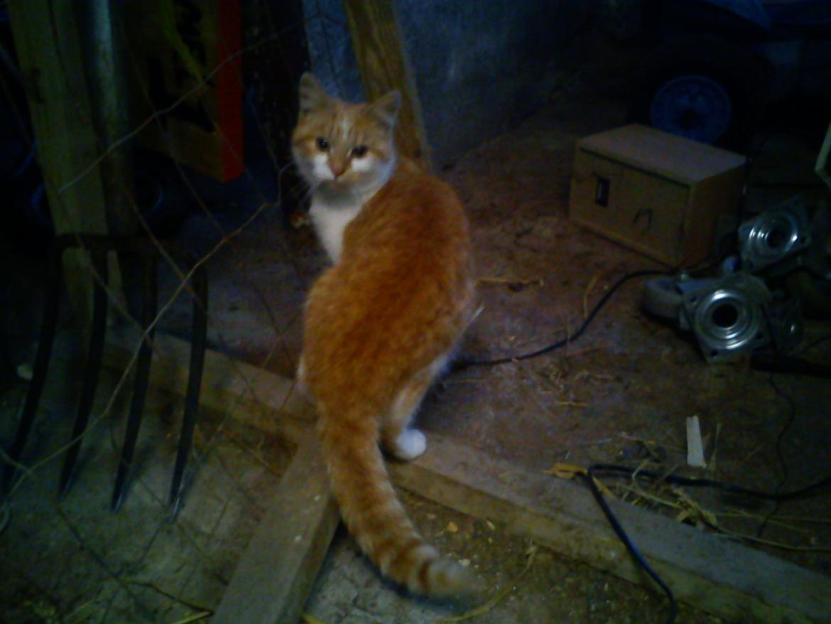 Blanding af racer Kitty billede 13