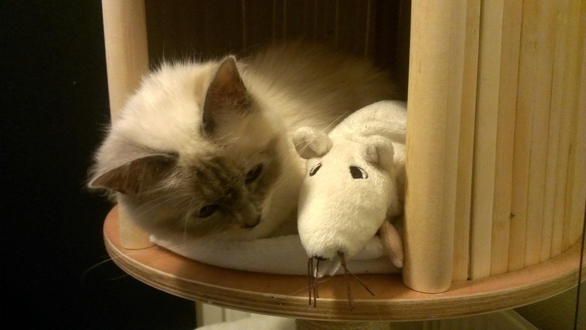 Hellig Birma Monroe billede 9