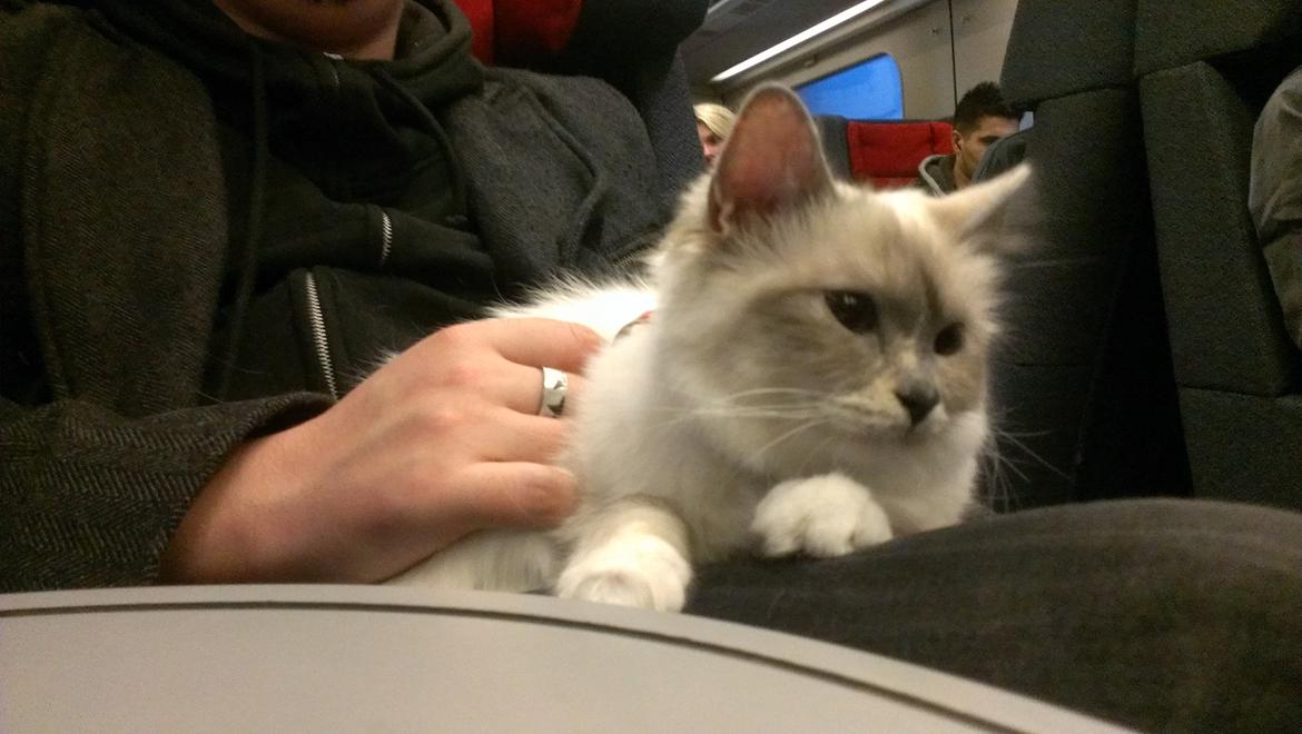 Hellig Birma Monroe billede 10