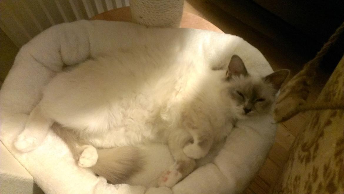 Hellig Birma Monroe billede 34