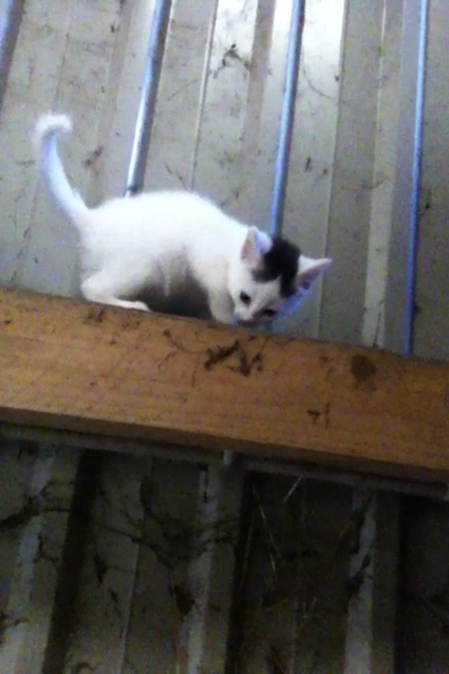 Blanding af racer Kisa billede 2