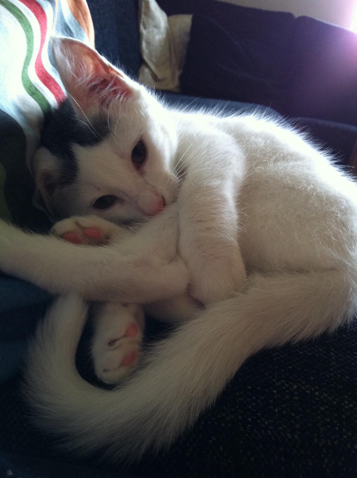 Blanding af racer Kisa billede 1