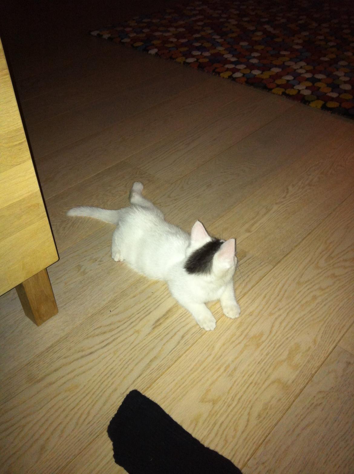 Blanding af racer Kisa billede 3