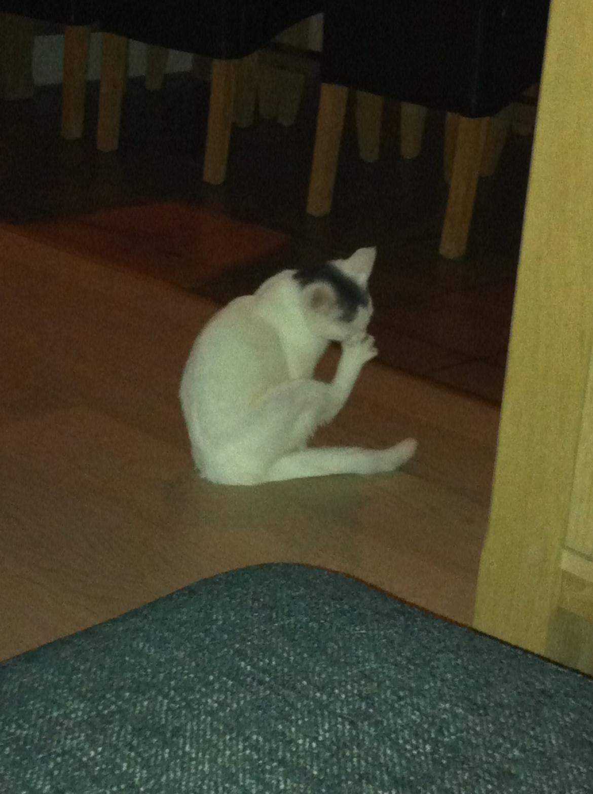 Blanding af racer Kisa billede 4