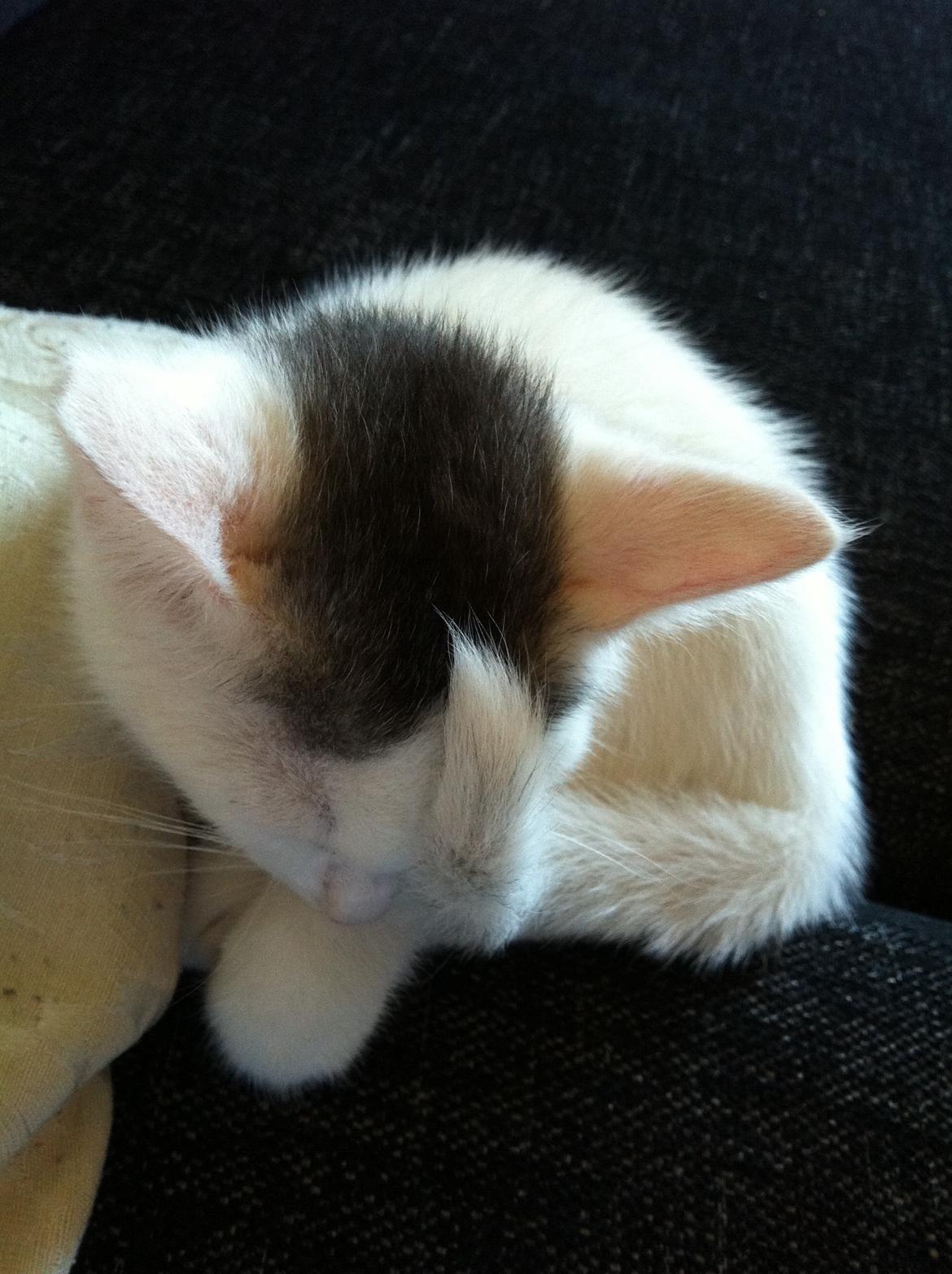 Blanding af racer Kisa billede 5