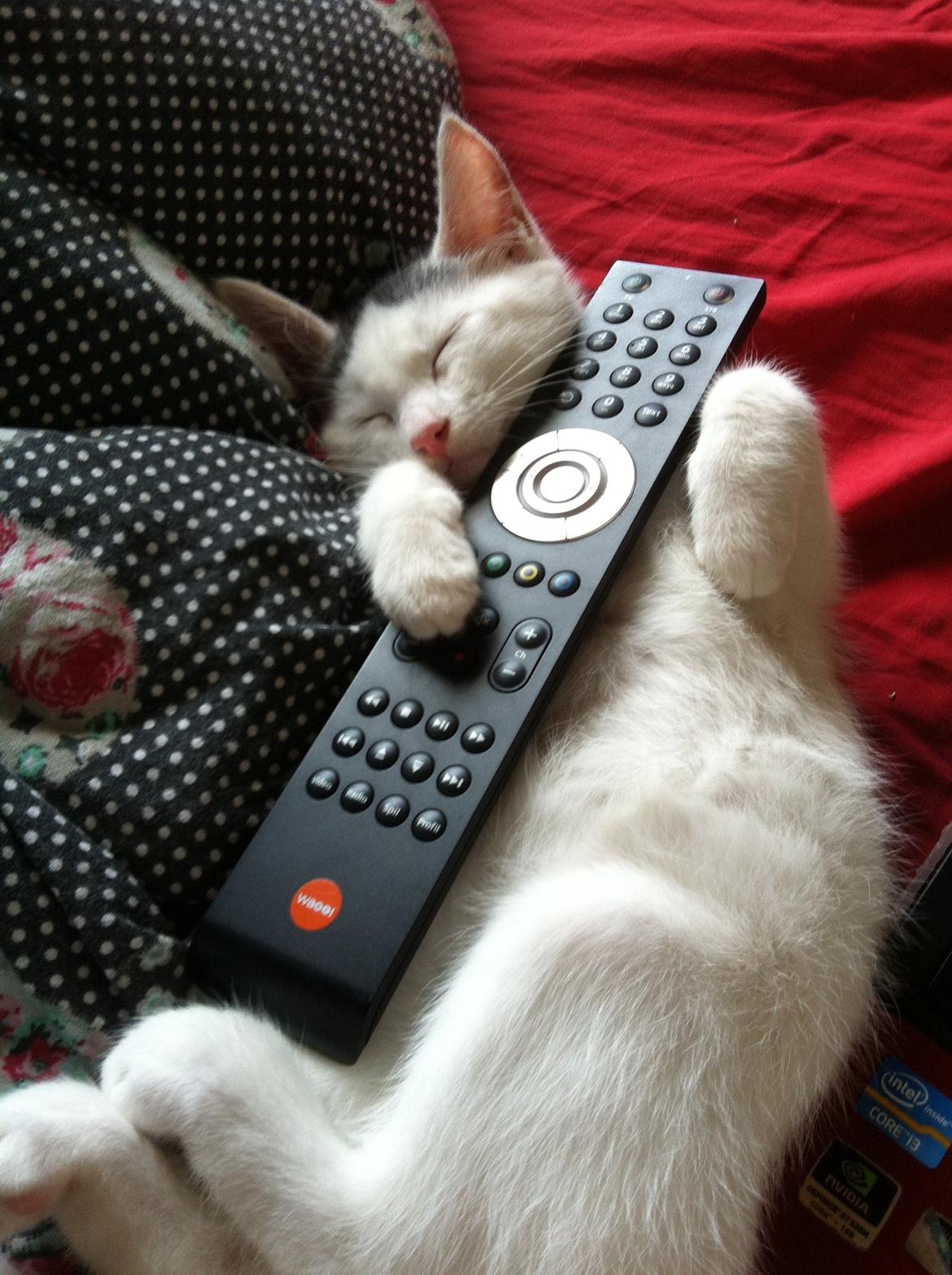 Blanding af racer Kisa billede 6