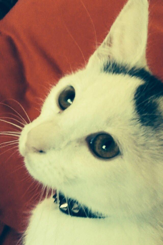 Blanding af racer Kisa billede 7