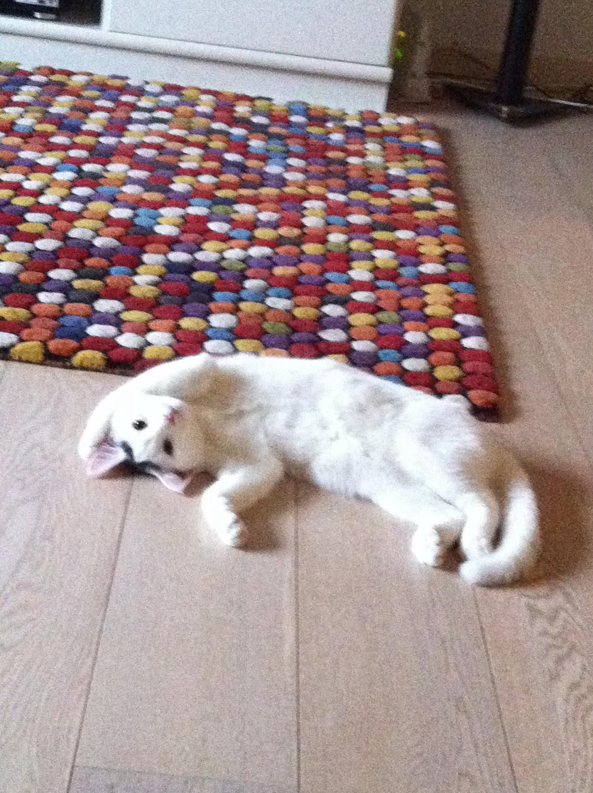 Blanding af racer Kisa billede 8