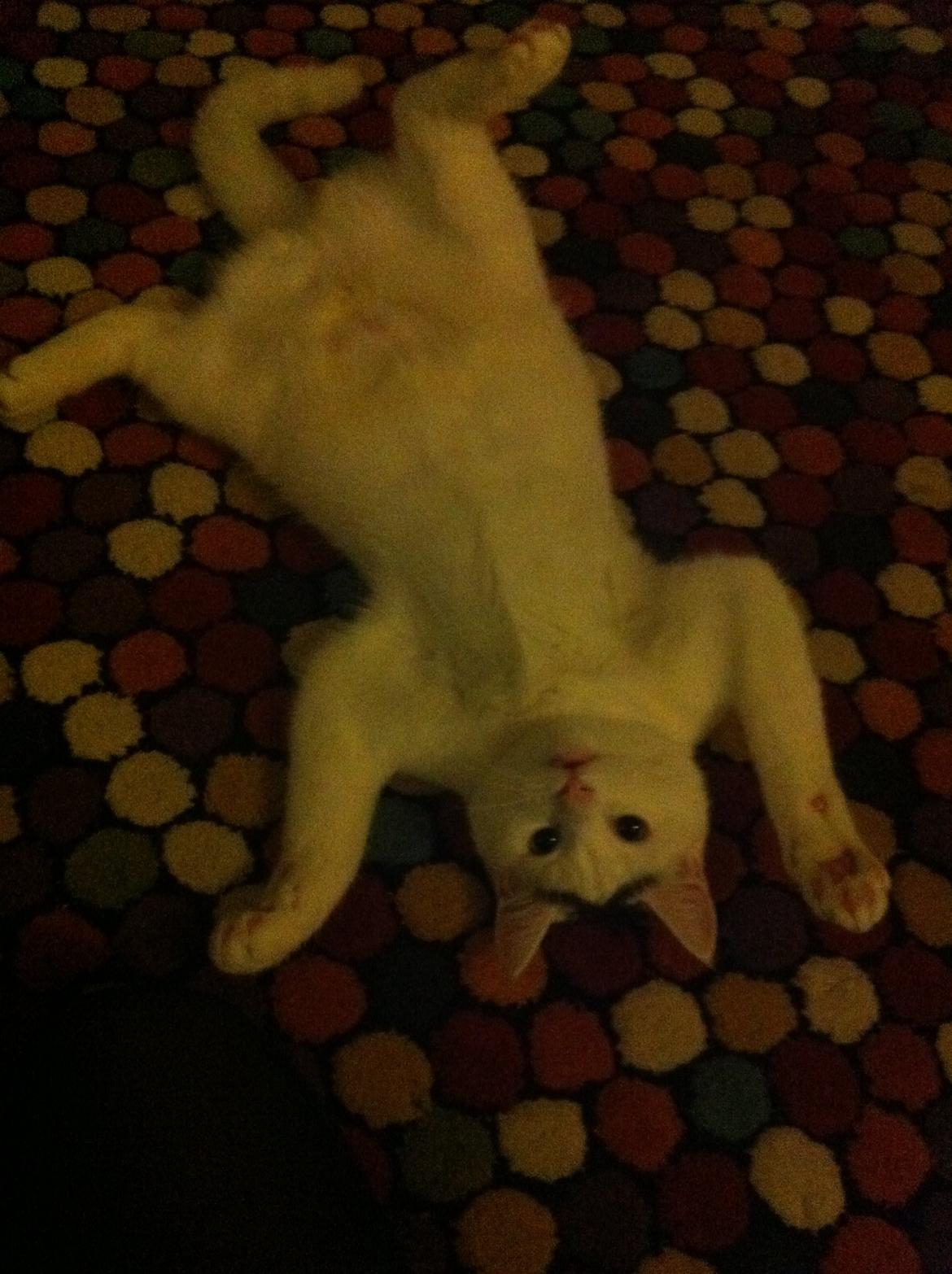 Blanding af racer Kisa billede 9