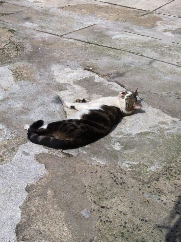 Huskat Elvis billede 1