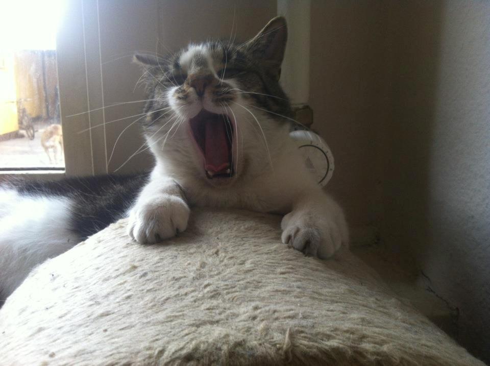 Huskat Elvis billede 2