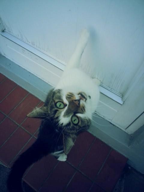 Huskat Elvis billede 3