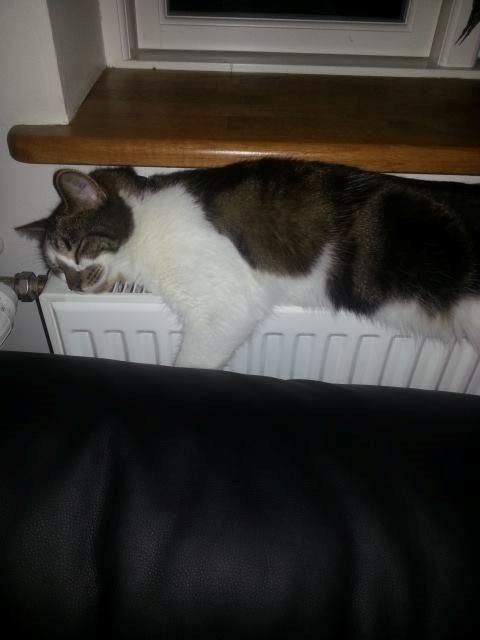 Huskat Elvis billede 4