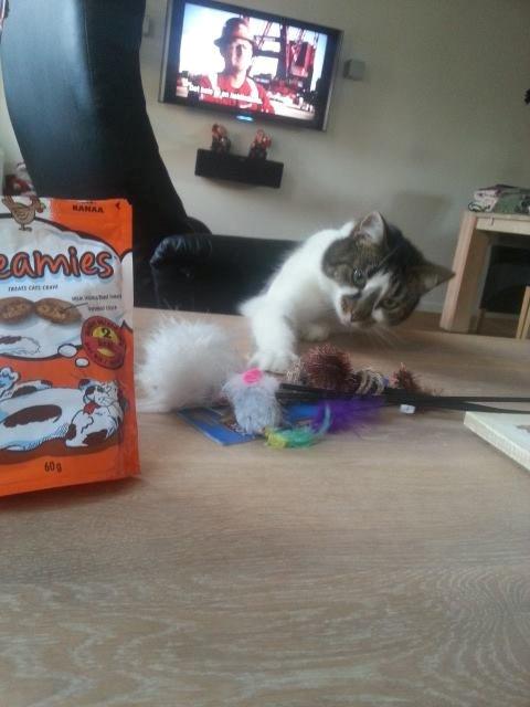 Huskat Elvis billede 5