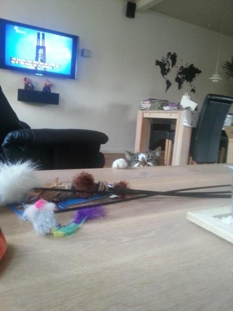 Huskat Elvis billede 6